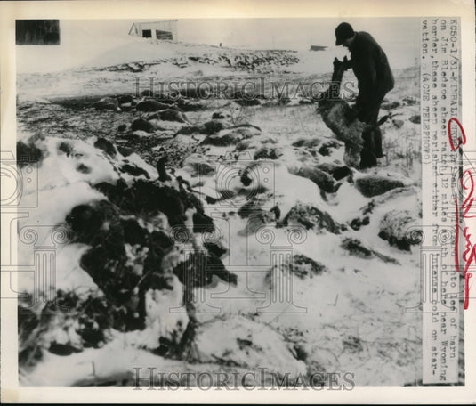 1949 Kimball Nebraska Jim Bledsoe & dead sheep from blizzard - Historic Images