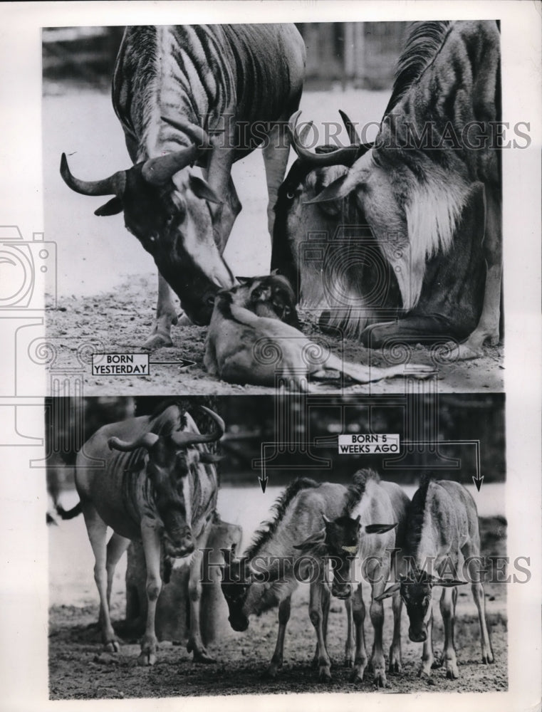 1946 Press Photo Wildebeest Parents with Quadruplets at Brookfield Zoo - Historic Images