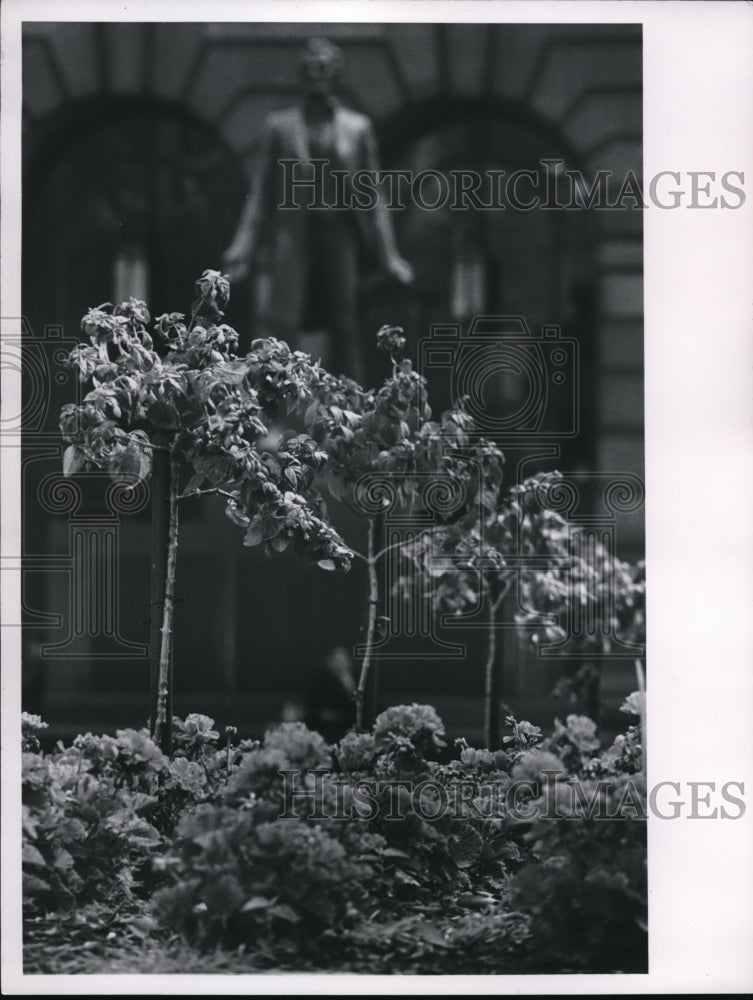 1962 Press Photo Display of Trees - Historic Images