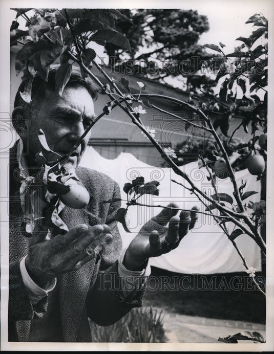 1959 Press Photo Carmel Calif Ernest Somerville & his apple tree in heat wave - Historic Images