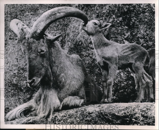 1952 Press Photo London England mountain goats at the zoo - Historic Images