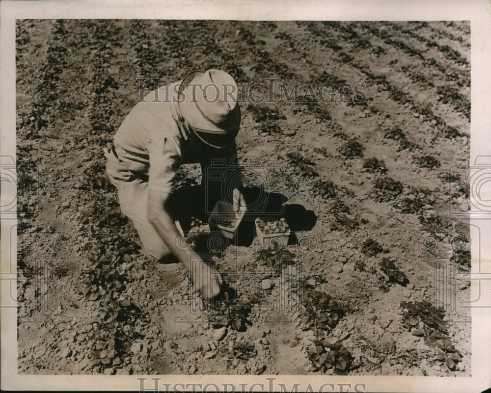 1939 Press Photo Miami Fla. strawberry farmer picking berries in a field-Historic Images