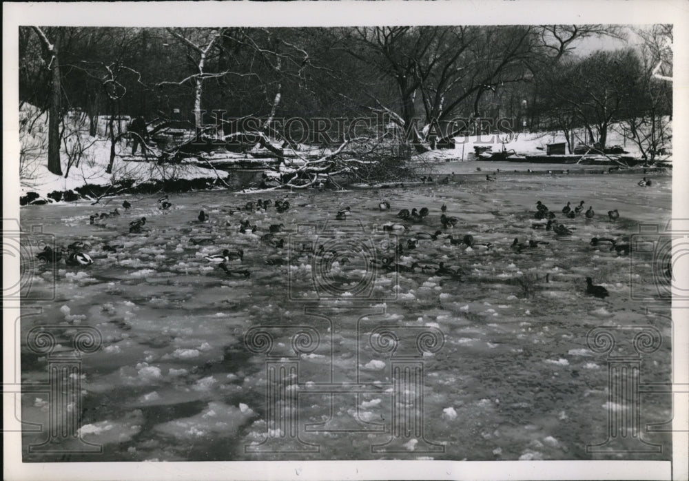 1955 Press Photo Chilly Weather Chicago Lincoln Park Zoo Unseasonably Cold - Historic Images