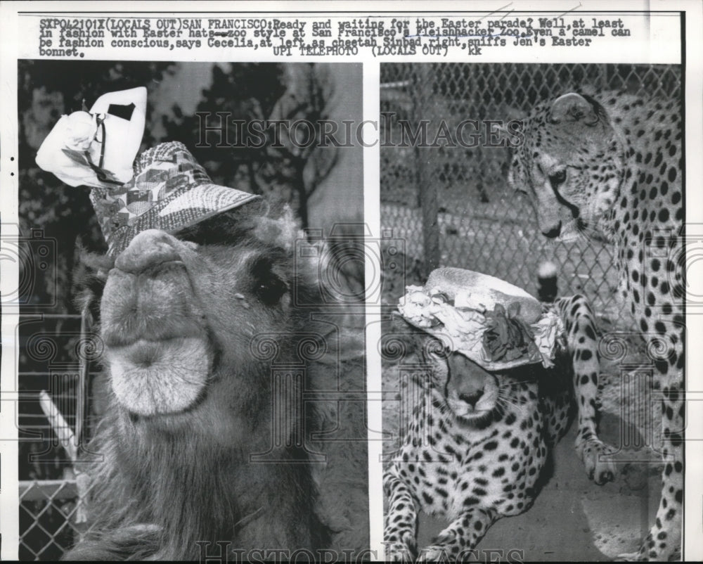 1962 Press Photo San Francisco a camel &amp; some leopards for the zoo - Historic Images