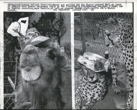 1962 Press Photo San Francisco a camel & some leopards for the zoo - Historic Images