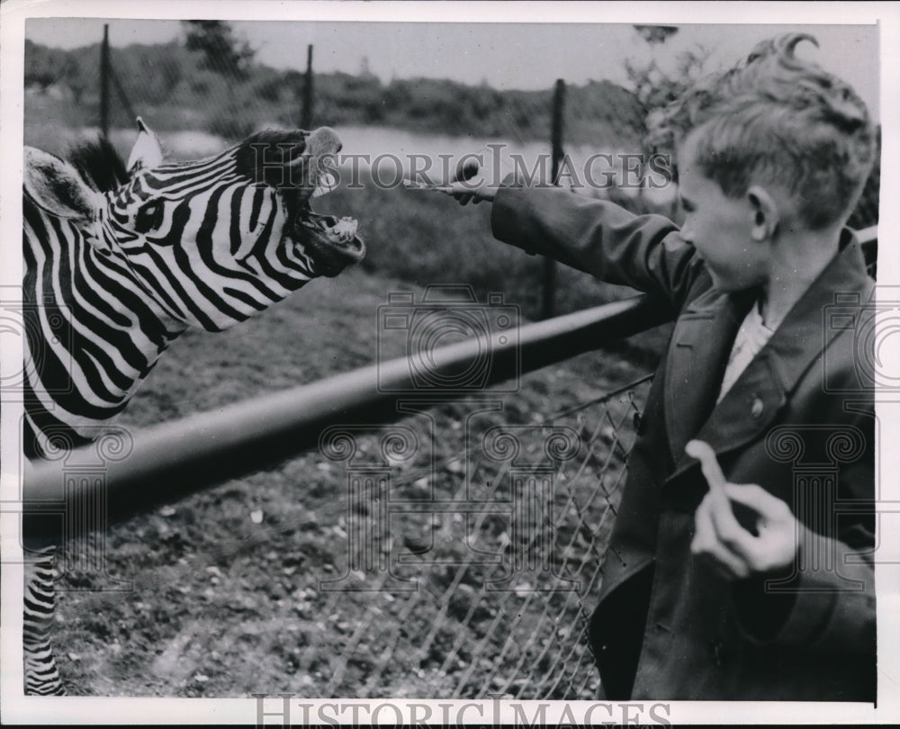 1954 Barry Willis offering a Zebra a Snack at the London Zoo - Historic Images