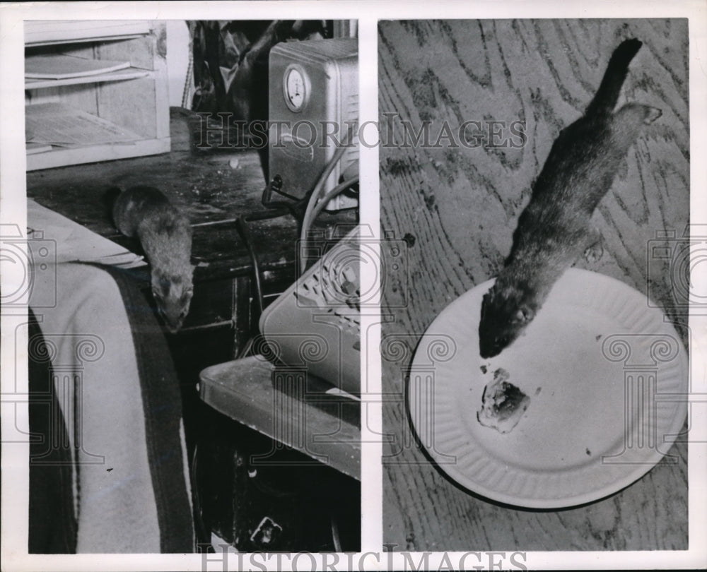 1952 Press Photo A Weasel in the Lumber Company Office in Wisconsin - nec94485 - Historic Images