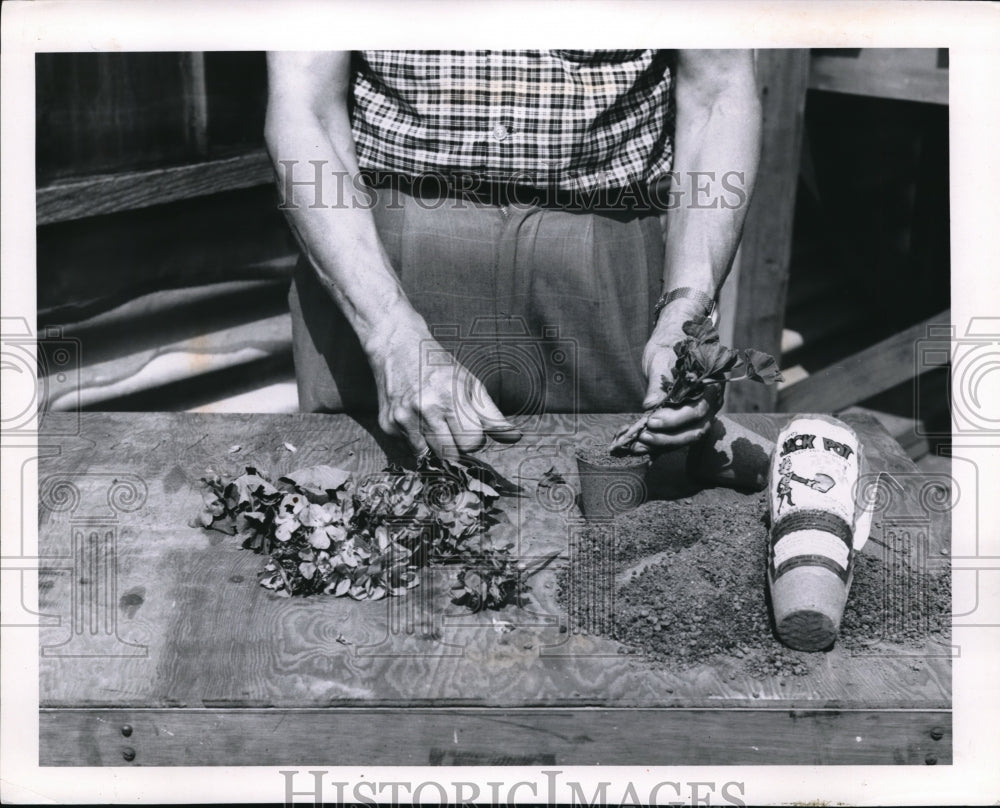 1960 Press Photo Willis Reynolds planting Geraniums - Historic Images