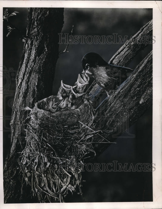 1953 Press Photo Winning photo by Young at the Chicago Int. Exhibit Photography - Historic Images