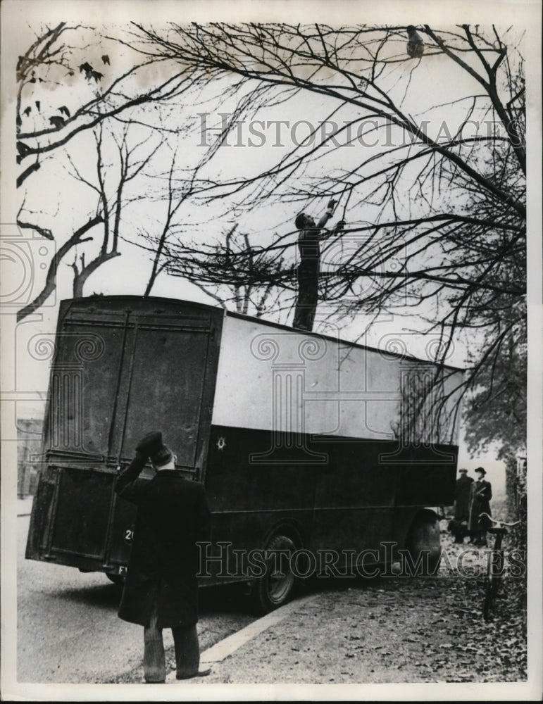 1949 Press Photo London England Joan the Barbary ape escaped fro zoo - nec94716 - Historic Images