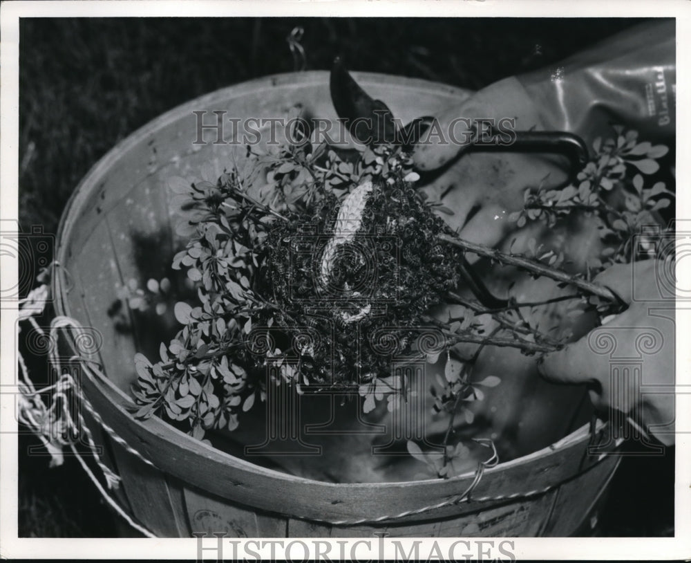 1955 Press Photo A small bee swarm in a pail at St. Lukes Hospital - Historic Images