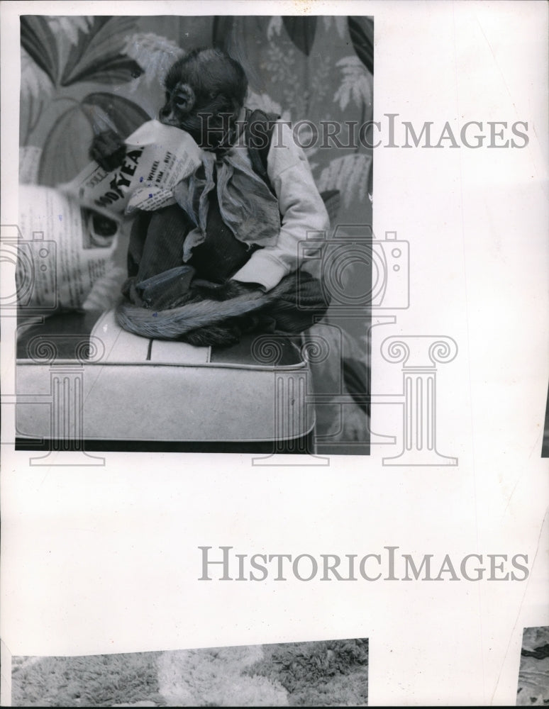 1954 Press Photo Jackie a S American spider monkey owned by Mrs L Miller - Historic Images