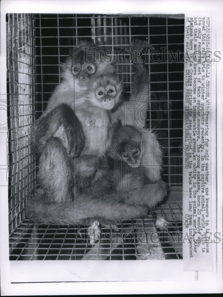 1964 Press Photo twin Spider monkeys and their mom at La Crosse Zoo - nec95535 - Historic Images