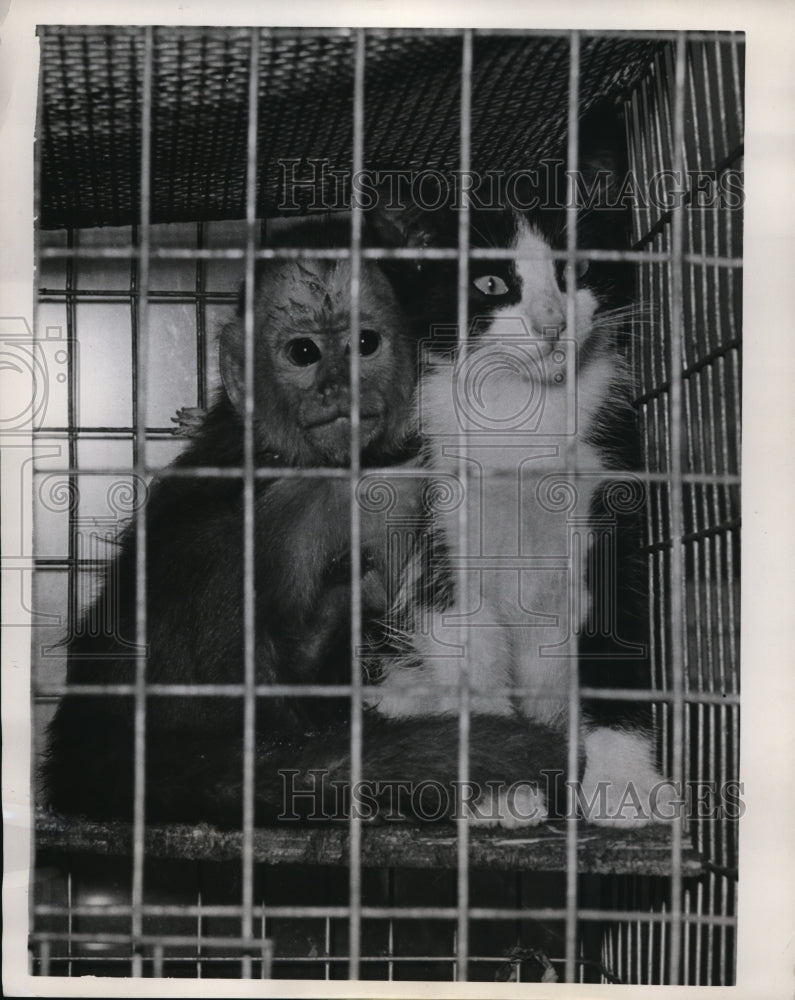 1961 Press Photo monkey and cat cage mates at Bradenton gift shop, FL - Historic Images