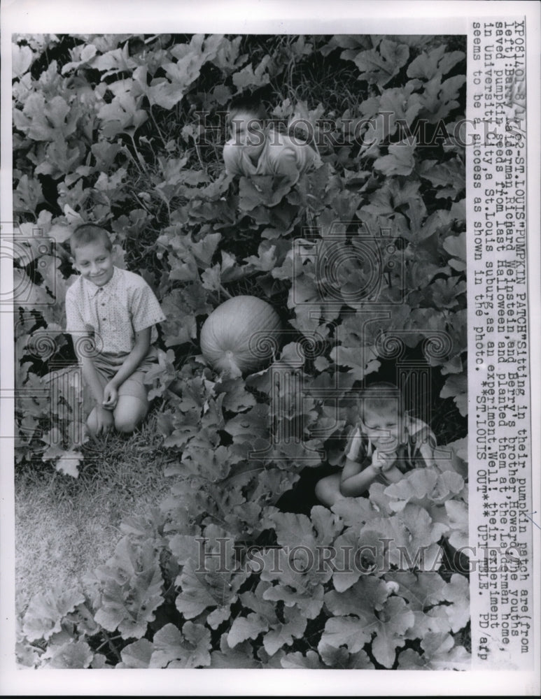 1962 Press Photo Berry &amp; Howard Kaiderman R Weinstein in Pumpkin Patch St Louis - Historic Images