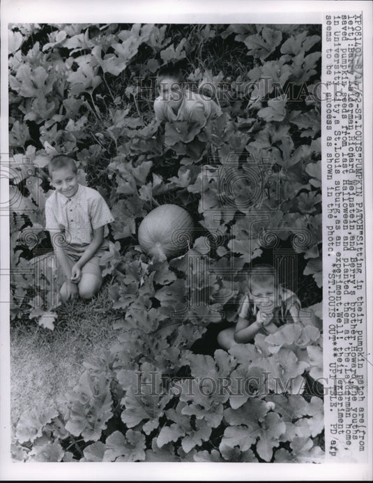 1962 Press Photo Berry & Howard Kaiderman R Weinstein in Pumpkin Patch St Louis - Historic Images