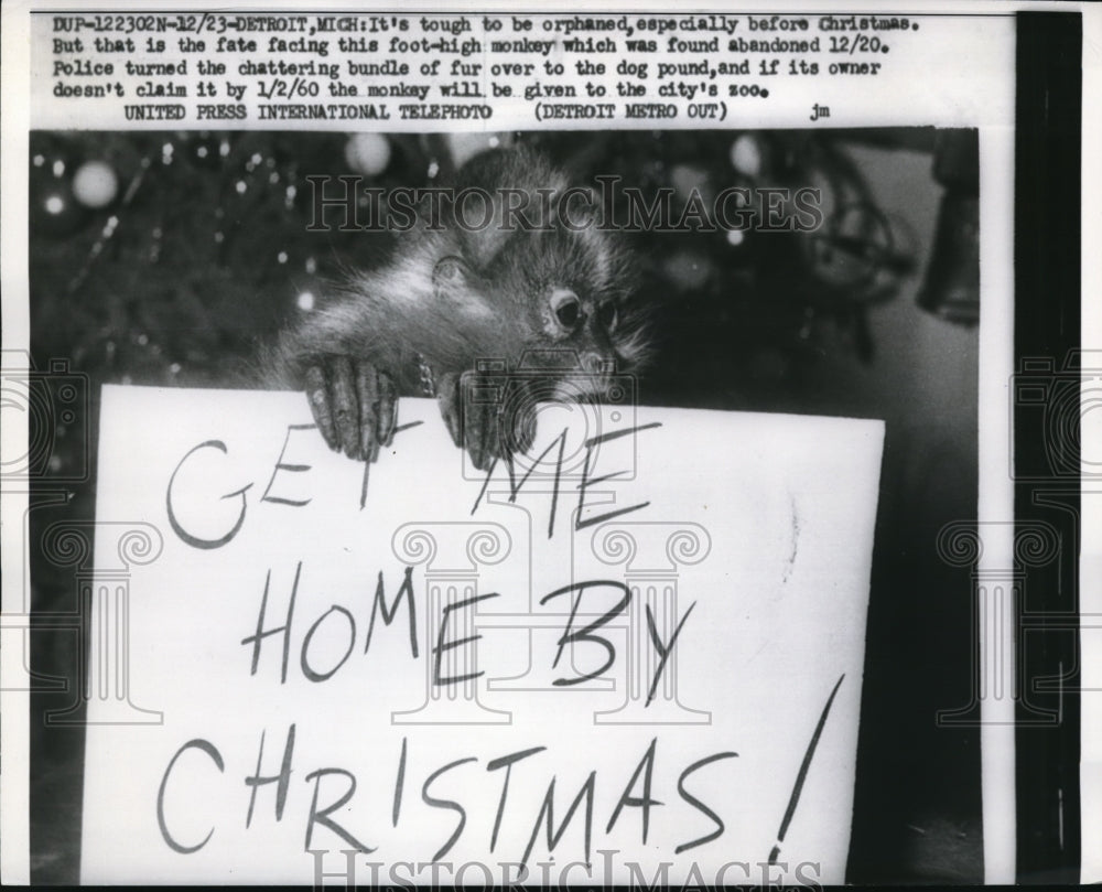 1959 Press Photo Detroit Mich a baby monkey &amp; sign to find owner to police HQ - Historic Images