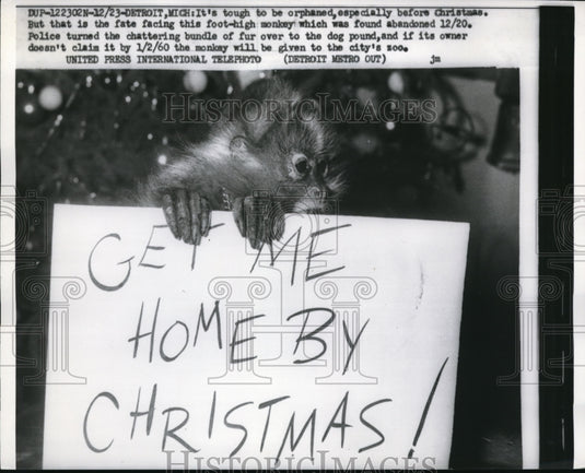 1959 Press Photo Detroit Mich a baby monkey & sign to find owner to police HQ - Historic Images
