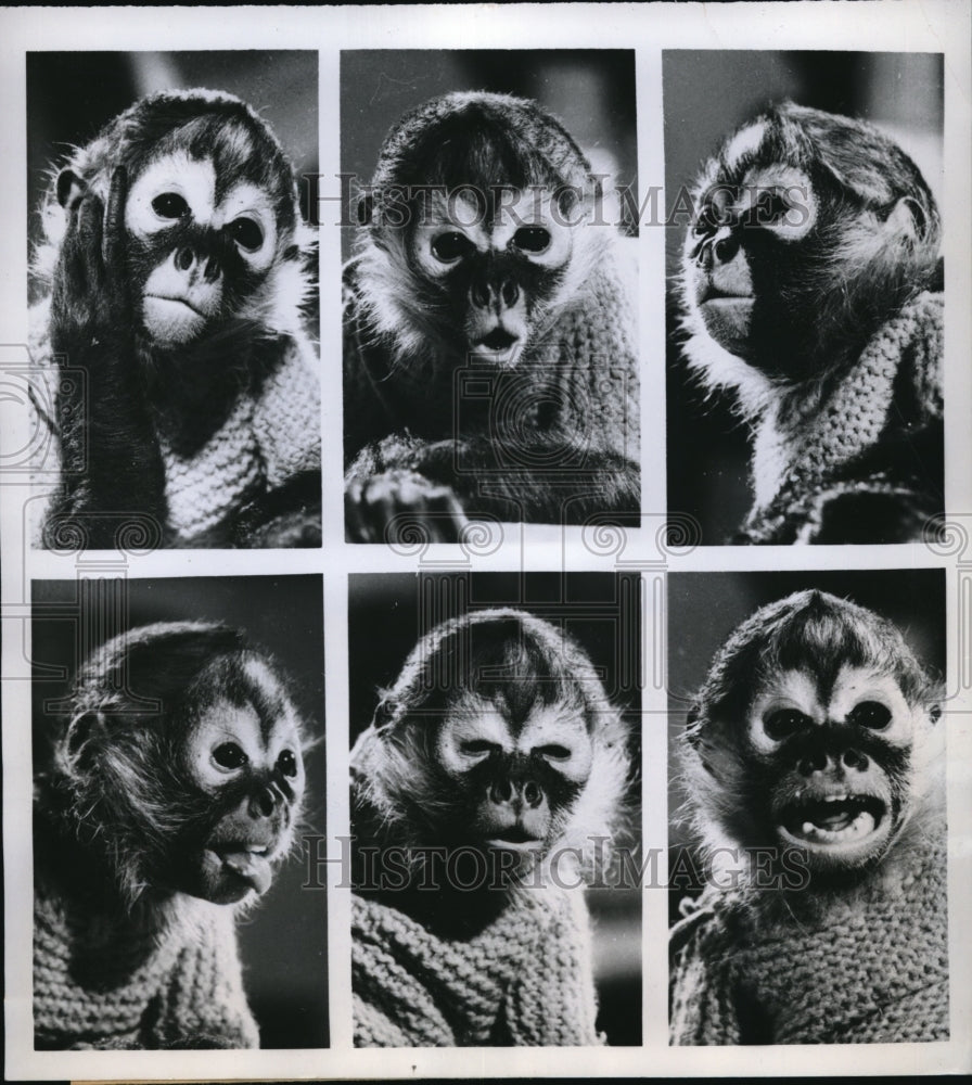 1960 Press Photo Miss Susie, the spider monkey at Flo&#39;s Pet Shop in CONN - Historic Images