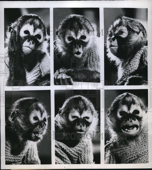 1960 Press Photo Miss Susie, the spider monkey at Flo's Pet Shop in CONN - Historic Images