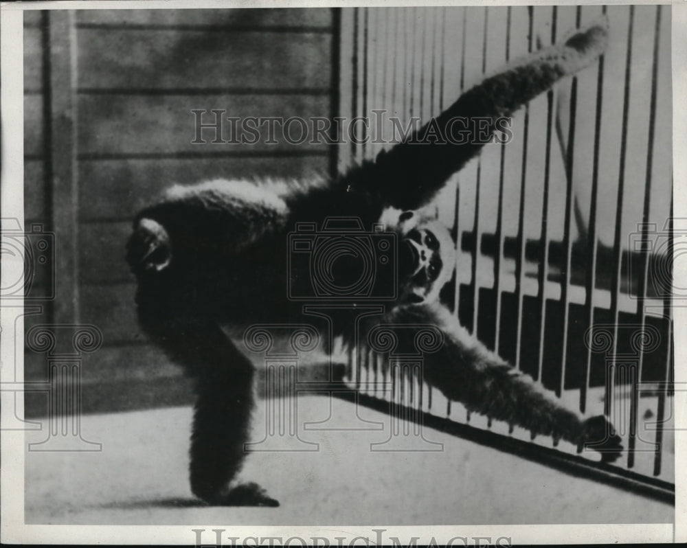 1933 Press Photo White handed gibbon ape from AE Asia at zoo - Historic  Images