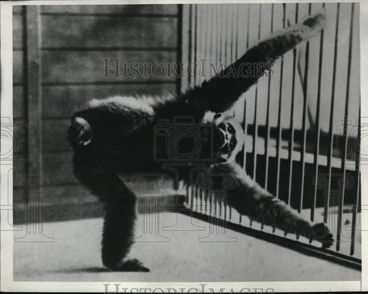 1933 Press Photo White handed gibbon ape from AE Asia at zoo - Historic Images