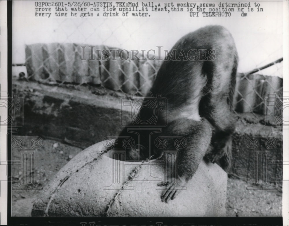 1960 Press Photo Austin Texas a pet monkey gets a drink of water - Historic Images