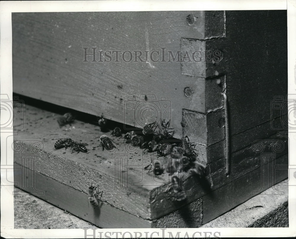 1942 Press Photo Bees entering &amp; leaving a bee hive entrance - Historic Images