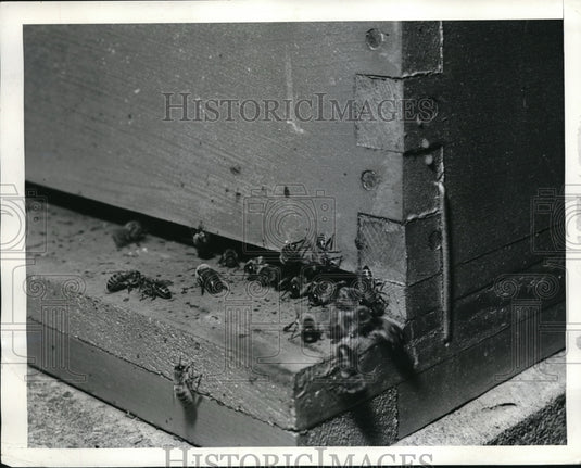 1942 Press Photo Bees entering & leaving a bee hive entrance - Historic Images