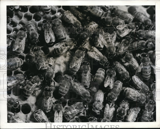 1942 Press Photo Honey bees in their hive in a close up view - Historic Images