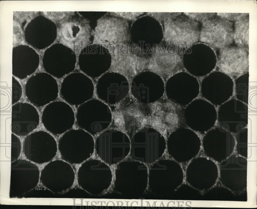 1935 Press Photo Honey bees &amp; cells of honey that have been filled &amp; capped - Historic Images