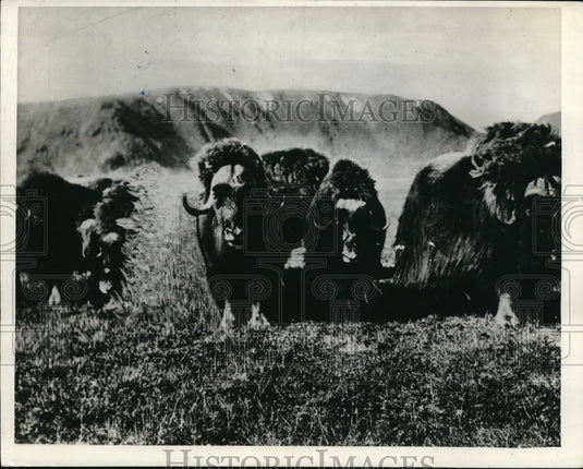 1942 Press Photo Musk Oxen - nec96296-Historic Images