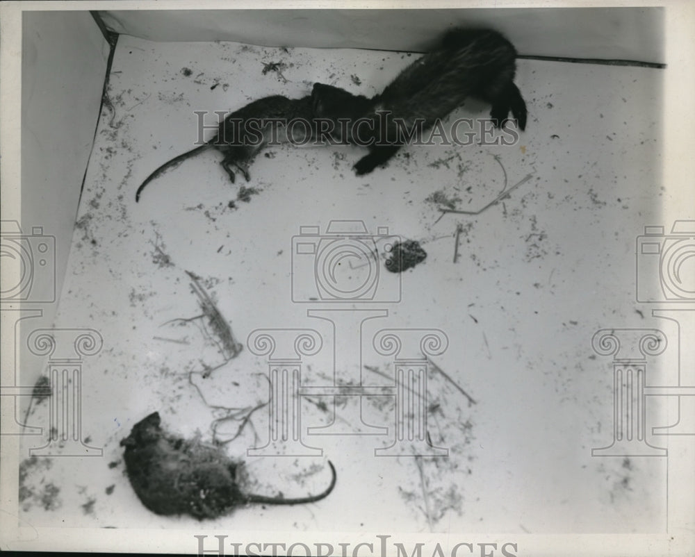 1941 Press Photo General view of a Ferret and Rats - nec96509 - Historic Images