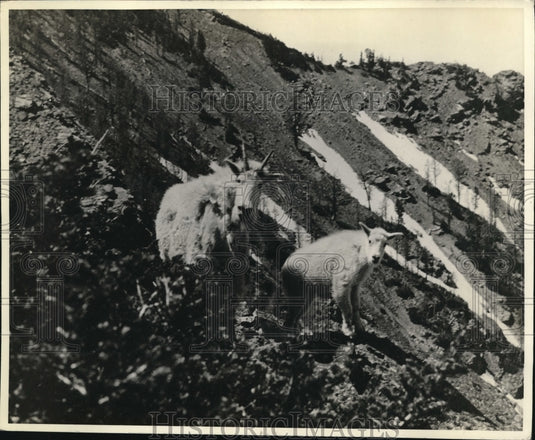 1936 Press Photo Finally a snapshot of mother goat and kid at the national park - Historic Images