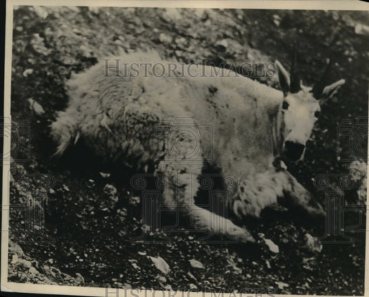 1931 Press Photo Mountain goat at Glacier National Park - Historic Images