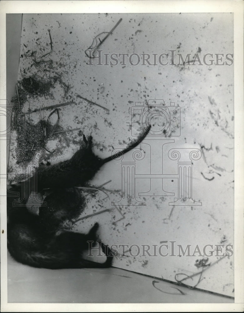 1941 Press Photo A ferret and rats in close up view - Historic Images