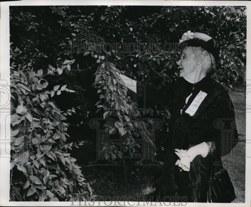 1949 Press Photo Annie Caffal enjoys picking apricot from her yard - Historic Images