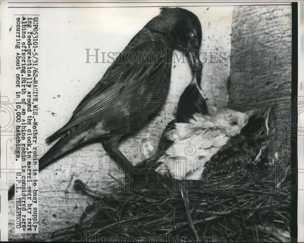 1962 Press Photo Mother Robin Feeding her Albino Robin in Racine - Historic Images