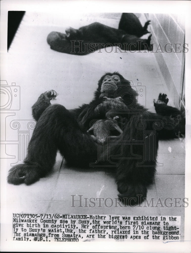 1962 Press Photo Mother siamang give birth in the Milwaukee Country Zoo - Historic Images