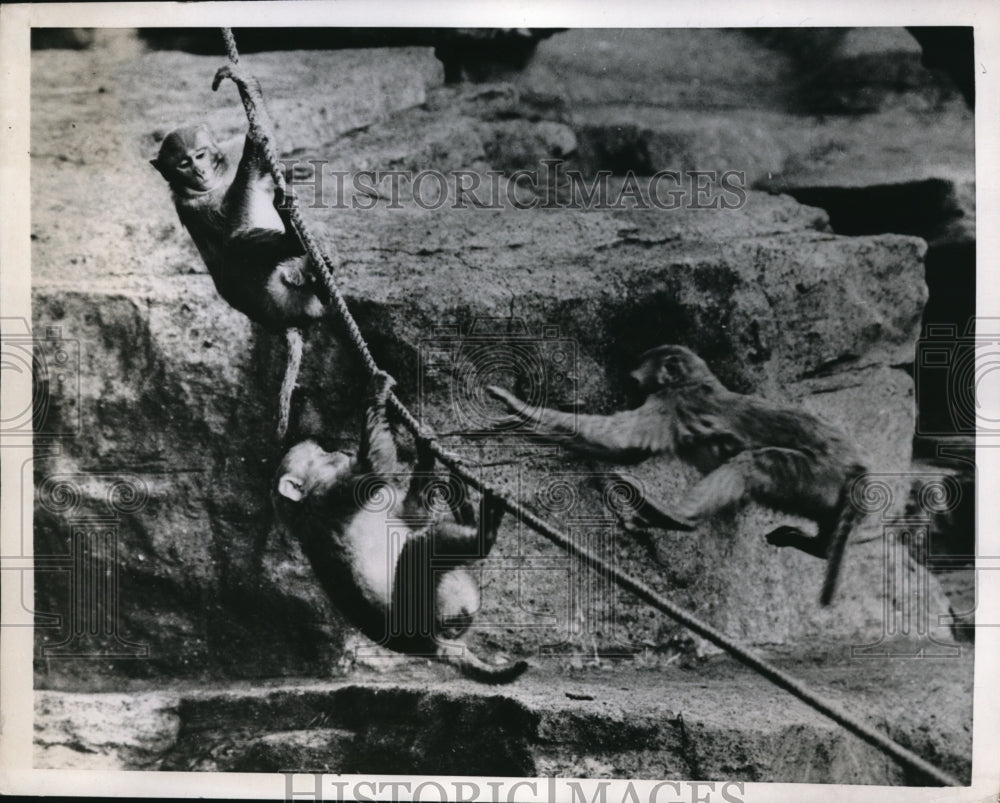 1952 Press Photo Monkeys at London Zoo&#39;s Monkey Hill - Historic Images