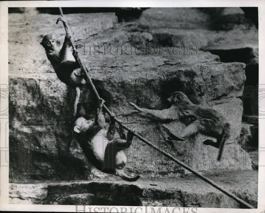 1952 Press Photo Monkeys at London Zoo's Monkey Hill - Historic Images