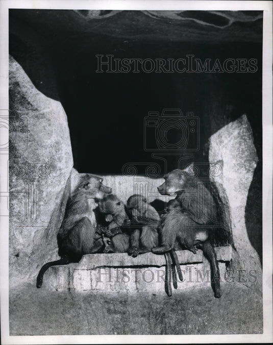 1954 Press Photo baboons huddle for warmth in outside cage, Paris Zoo - Historic Images