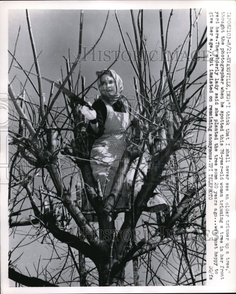 1961 Press Photo Evansville Ind woman in a tree trimming branches at age 78 - Historic Images