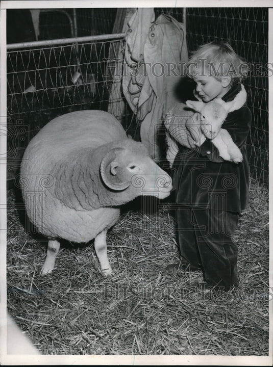 1952 Press Photo Joyce Weinrich cuddles 3-day-old Dorset awe at Int'l Livestock - Historic Images
