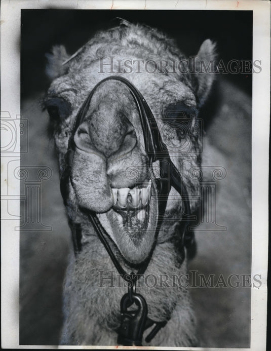 1963 Press Photo Camel showing off his set of teeth - Historic Images