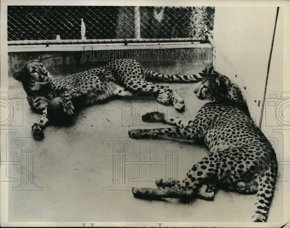 1934 Press Photo Cheetahs at London zoo play with a ball - Historic Images