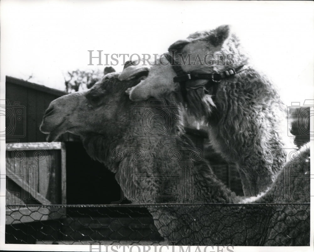 1961 Press Photo Chessington Zoo in Surrey England a pair of camels - Historic Images