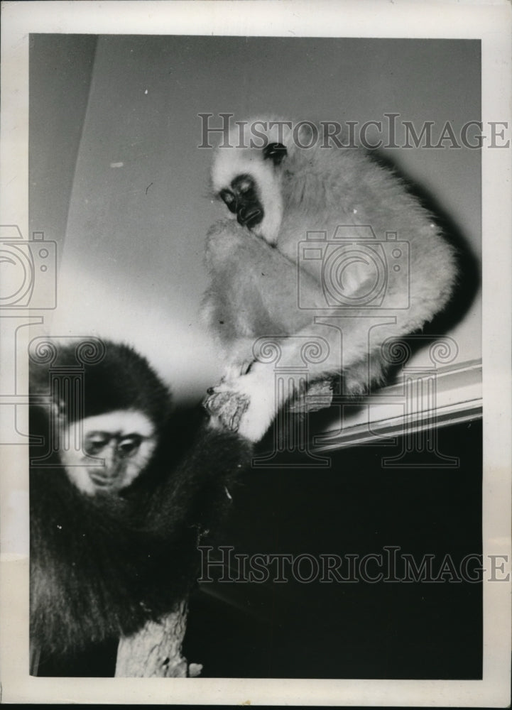 1937 Press Photo A pair of Gibbon apes at Washington DC zoo - Historic Images