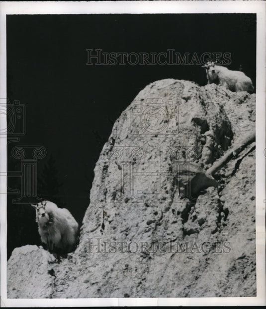 1955 Press Photo Mountain Goats Perched in Rocks in Yellowhead Pass - Historic Images