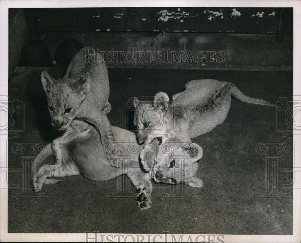 1950 Press Photo Cleveland Ohio three lion cubs at the zoo - Historic Images